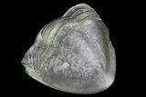 Wide Enrolled Isotelus Trilobite - Removeable From Rock #68602-3